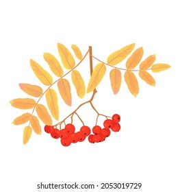 Rowan berries vector stock illustration. Yellow leaves. Autumn tree, red fruits. Isolated on a white background.