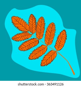 rowan berry