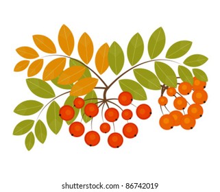 Rowan berry - autumn fruits. Vector illustration