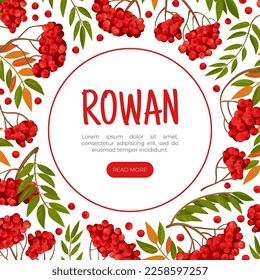 Rowan Berry Banner Design with Red Fruity Cluster on Branch Vector Template