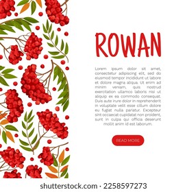 Rowan Berry Banner Design with Red Fruity Cluster on Branch Vector Template
