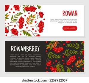 Rowan Berry Banner Design with Red Fruity Cluster on Branch Vector Template