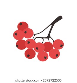 Rowan berry bunch. Red rowan berries