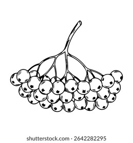 Rowan berry bunch. Vector graphics. Simple drawn clipart on white background.