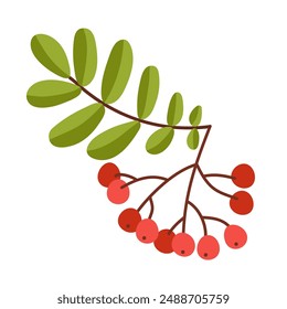 Rowan Berry Cluster Hanging on Tree Branch with Pinnate Leaves Vector Illustration