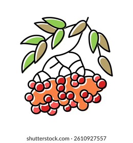 rowan berry color icon vector. rowan berry sign. isolated symbol illustration