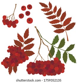 Rowan berry color illustration vector