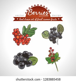 Rowan berry. Hand drawn collection of vector sketch detailed fresh fruits. Isolated	