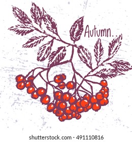 Rowan berry ink hand drawn vector card