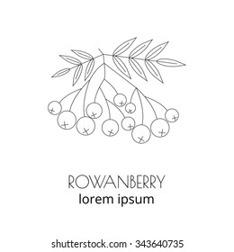 Rowan berry in linear style isolated on white background. Thin line and outline icon.
