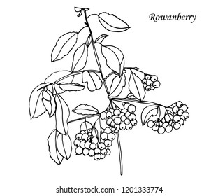 Rowan berry. Sketch.