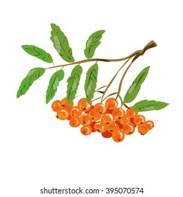 Rowan berry. Vector illustration