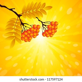 Rowan branch