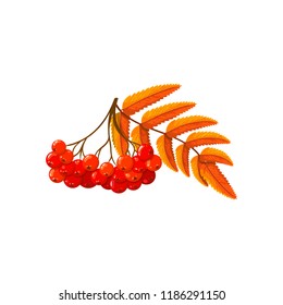 Rowan branch. Autumn illustration. Fall icon.