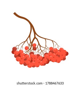 Rowan branch. Autumn illustration. Fall icon.