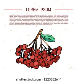 Rowan branch. Autumn illustration. Vector illustration.