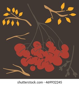 rowan branch and berries. branches on a dark background