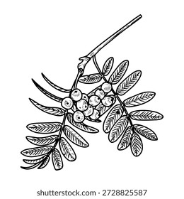 Ramo Rowan com bagas. Vetor de esboço desenhado à mão. Folhas de árvores e frutos. Estação do outono. Planta natural. Botânica, flora. Ilustração botânica. Arte em linha gravada.