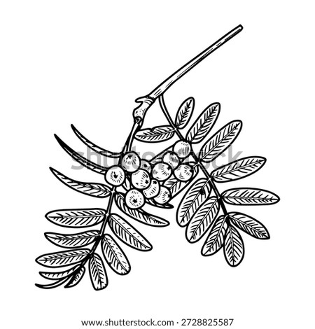 Rowan branch with berries. Hand drawn sketch vector. Tree leaves and fruits. Autumn season. Natural plant. Botany, flora. Botanical illustration. Engraved line art.
