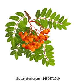 Rowan branch with berries and leaves. Color vector illustration. Isolated on a white background.