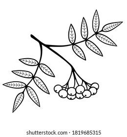 Rowan branch with berries and leaves isolated on white background. Sorbus. Нand drawn outline doodle style. Vector illustration.
