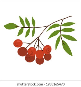 Rowan branch with berries and leaves. Vector illustration, isolated on a white background. Rowan tree design.