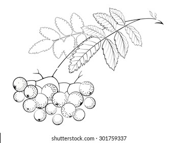 Rowan branch with berries and leaves. Vector illustration