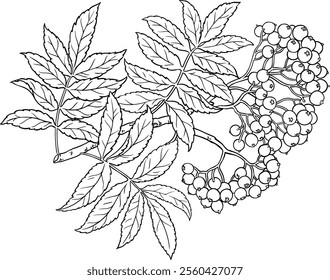 Rowan Branch with Berries Outline Illustration