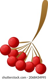 Rowan Zweig mit Beeren. Vektorgrafik einzeln auf weißem Hintergrund.
