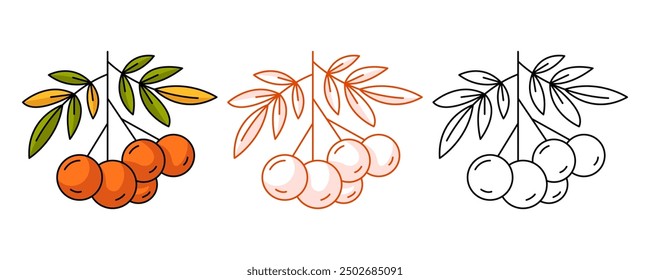 Rowan branch with edible red berries, healthy nutrition. Colorful and line icon set. Vector botanical flat outline icon, monochrome and color illustration. For logo, sticker, coloring book, label
