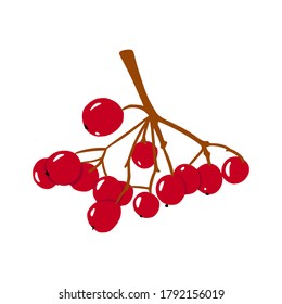 Rowan branch de estilo plano. Una berry madura, un símbolo de fertilidad, otoño. dibujado a mano y aislado en un fondo blanco. Ilustración de vector de color