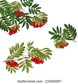 rowan branch with green leaves and berries. vector illustration