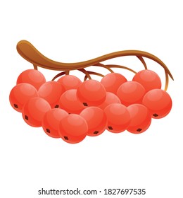 Rowan branch icon. Cartoon of rowan branch vector icon for web design isolated on white background