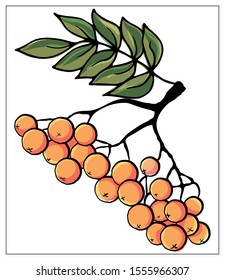 Rowan branch with leaf and berries vector illustration isolated on white background. Rowanberry autumn design
