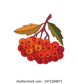 Rowan branch with leaves and berries vector illustration isolated on white background. Rowan autumn design. Red, forest berries. Vector objects, icons, elements.