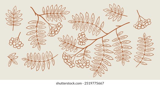 Rowan branch line art illustration set. Hand drawn graphic. Cute one color doodle of fall element. Autumn leaves and berries sketch.