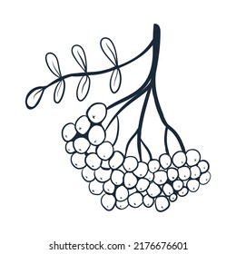 Rowan branch line art. Vector illustration with scribbles on the theme of cozy autumn. Cute element for greeting cards, posters, stickers and seasonal design. Isolated on a white background.