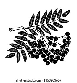 Rowan branch on a white background