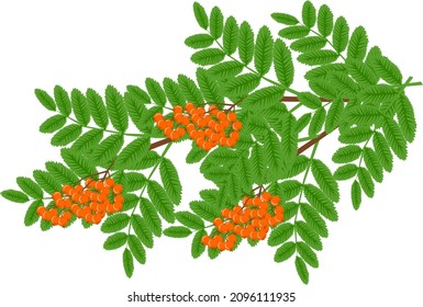 Rowan branch with orange berries
