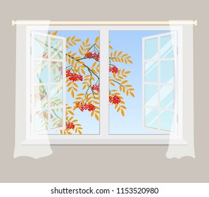 Rowan branch outside the window. Red berries with yellow leaves. Open window with curtains on a gray background. Vector illustration