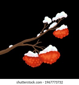 Rowan branch, red berries, snow on the tree. Ornament twig of rowanberry or ashberry. Cluster of sorbus berry. Winter christmas decor, vector illustration