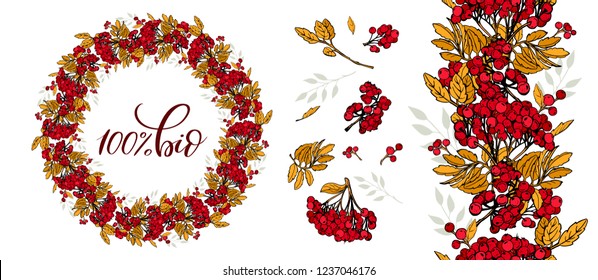 Rowan branch. Red berries with yellow leaves. Vector illustration on white background. Set collection Rowan branch.