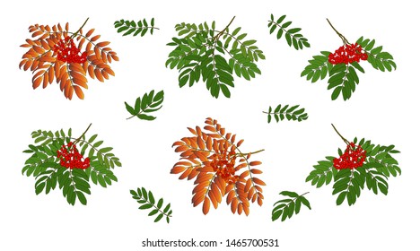 Rowan branch set with red berries green and yellow orange leaves on a white background