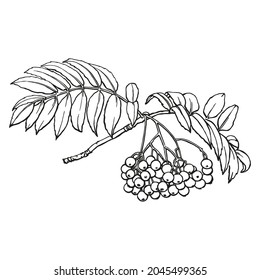 Rowan branch sketch. Outlines hand drawn in ink. Black and white drawing. Isolated image of tree branch.