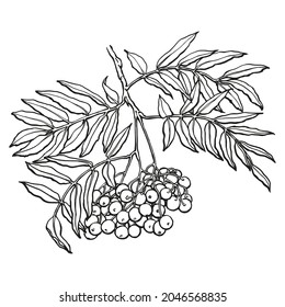 Rowan branch sketch. Outlines hand drawn in ink. Black and white drawing. Isolated image of tree branch.