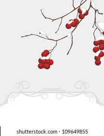 Rowan branch in the snow. Decorative background. Vector