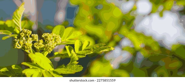 A rowan branch with young fleecy leaves and closed buds of inflorescences against the background of an unevenly lit fence. Vector.