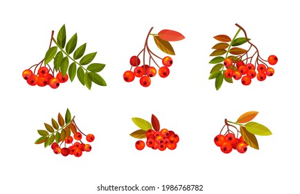 Rowan-Zweige mit Berry-Clustern und Pinnate-Blätter-Vektorset