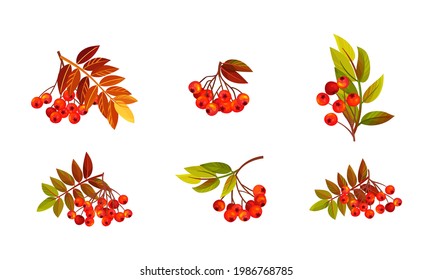 Rowan Branches with Berry Clusters and Pinnate Leaves Vector Set
