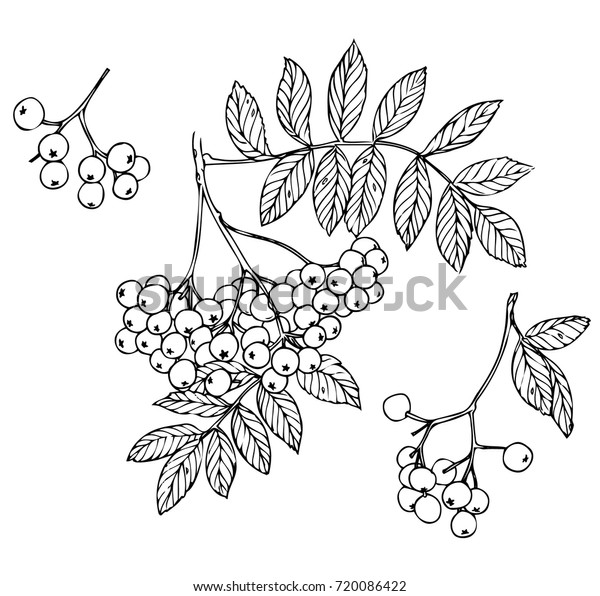 Rowan Branches Hand Drawn Nature Painting Stock Vector (Royalty Free ...